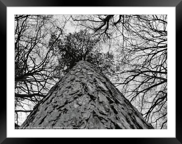 Pine Tree Framed Mounted Print by mike kearns