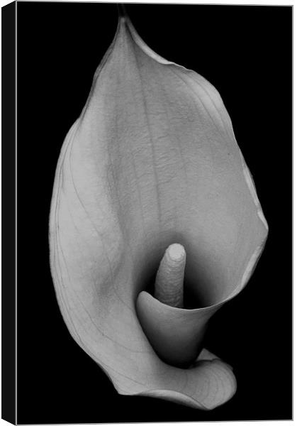 lily Canvas Print by Darren Burroughs