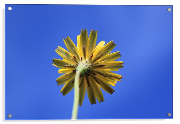 my shy dandelion Acrylic by terrylee davis