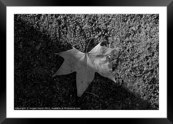 Natural Balance in Monochrome Framed Mounted Print by Angelo DeVal