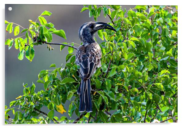 African Grey Hornbill Acrylic by Steve de Roeck
