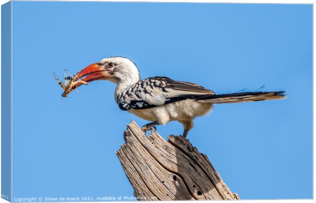 Red Billed Hornbill with Bug Canvas Print by Steve de Roeck