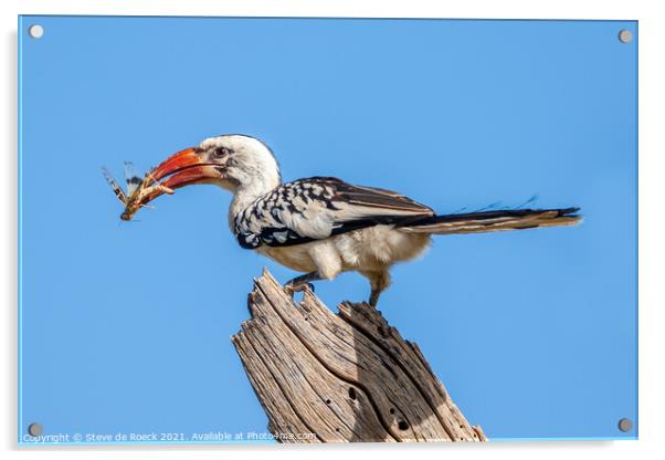 Red Billed Hornbill with Bug Acrylic by Steve de Roeck