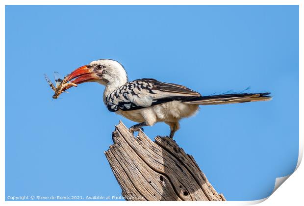 Red Billed Hornbill with Bug Print by Steve de Roeck