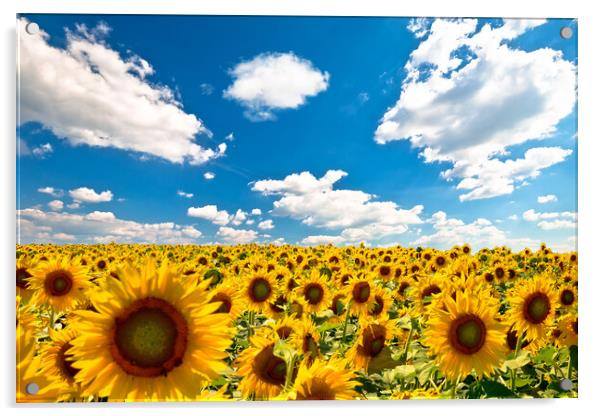 Agricultural landscape. Yellow endless sunflower field under blu Acrylic by Dalibor Brlek