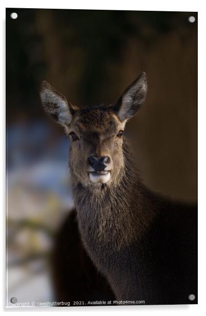Red Deer Hind Acrylic by rawshutterbug 