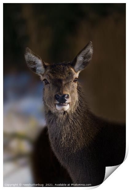 Red Deer Hind Print by rawshutterbug 