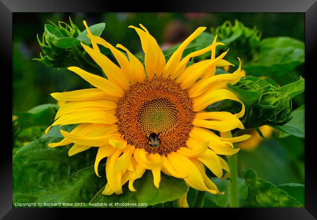 Sunflower and Bee Framed Print by Bernard Rose Photography