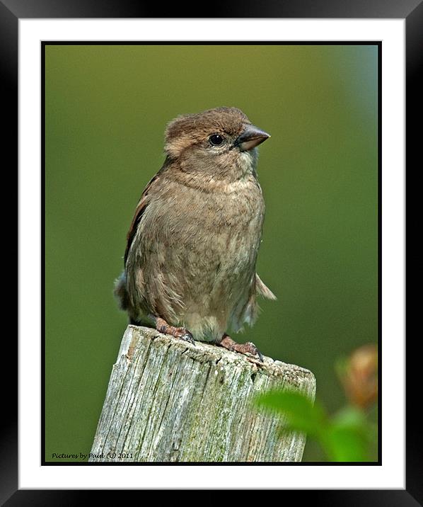 Sparrow Framed Mounted Print by Paul Howell
