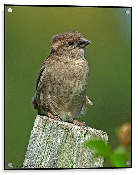 Sparrow Acrylic by Paul Howell