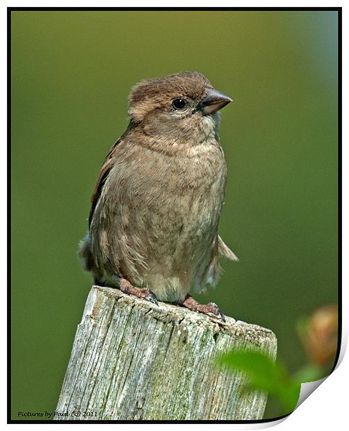 Sparrow Print by Paul Howell