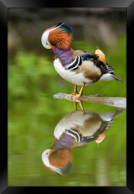 Mandarin Reflections Framed Print by David Semmens