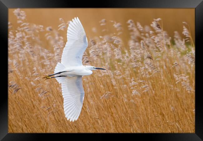 Little Egret Framed Print by David Semmens