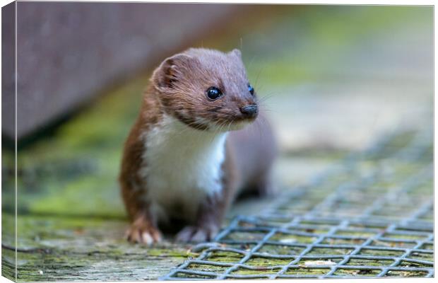 Early morning Weasel Canvas Print by David Semmens