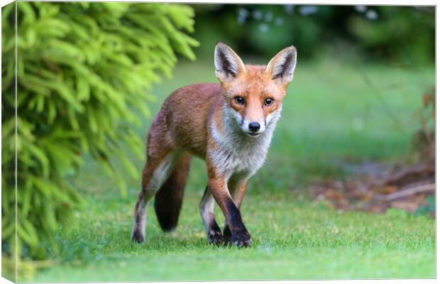 Early morning Fox Canvas Print by David Semmens