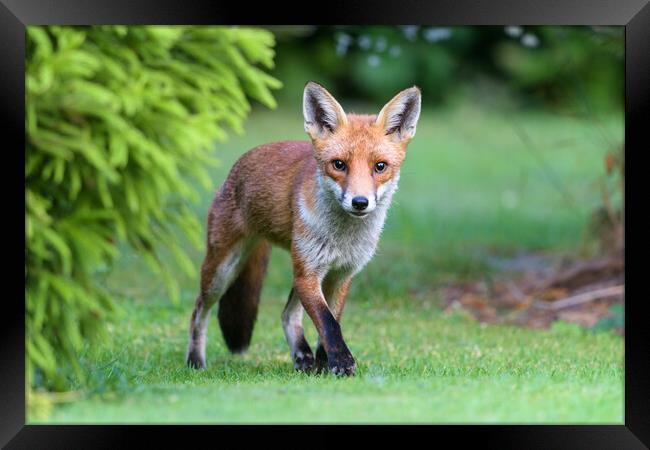 Early morning Fox Framed Print by David Semmens