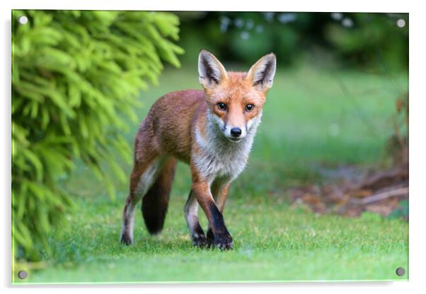 Early morning Fox Acrylic by David Semmens