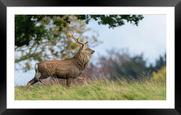 Out of the woods Framed Mounted Print by David Semmens