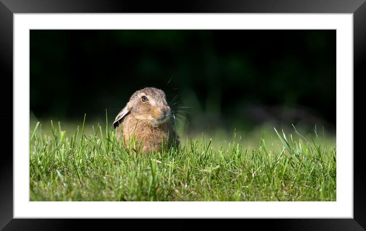 Whiskers Framed Mounted Print by David Semmens