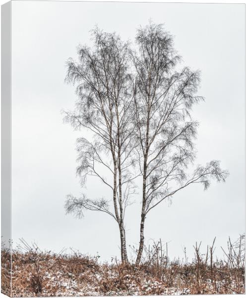 silver birches Canvas Print by mark Smith