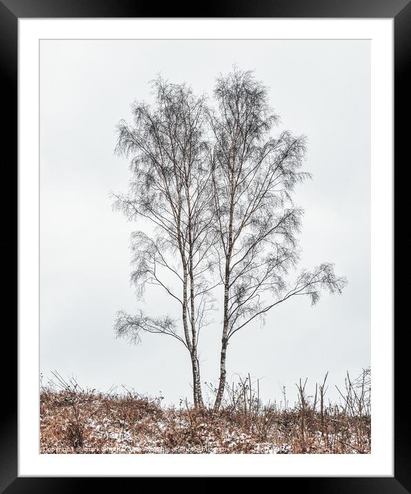 silver birches Framed Mounted Print by mark Smith
