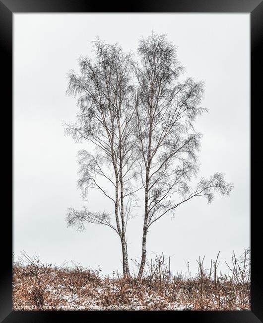 silver birches Framed Print by mark Smith