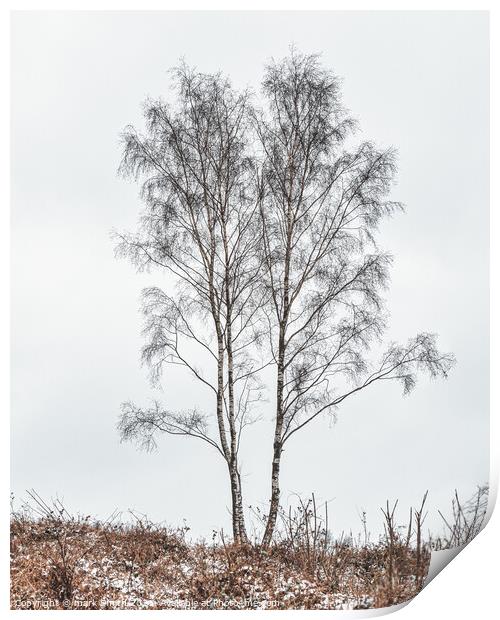 silver birches Print by mark Smith