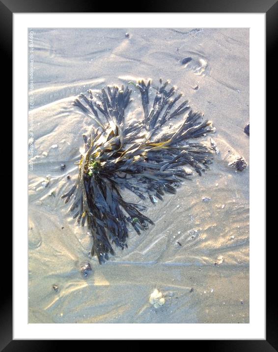 Sandy Seaweed Framed Mounted Print by Penelope Hellyer