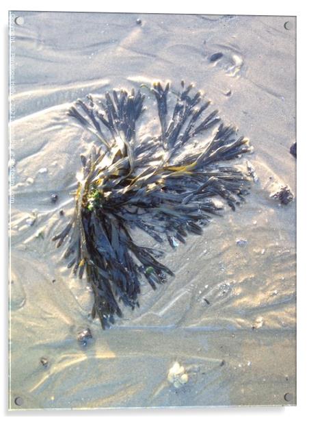Sandy Seaweed Acrylic by Penelope Hellyer