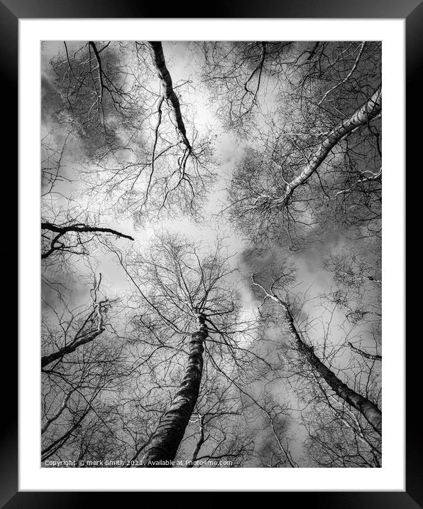 birch trees in winter Framed Mounted Print by mark Smith