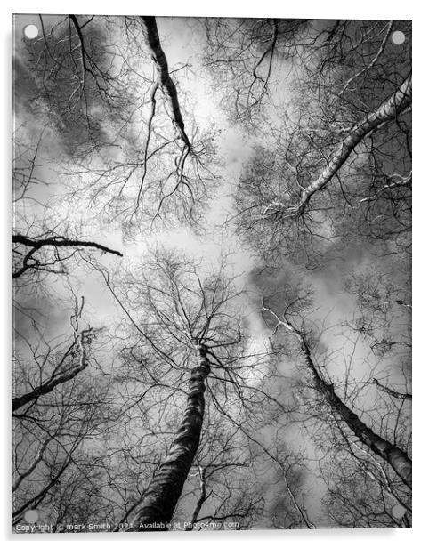 birch trees in winter Acrylic by mark Smith