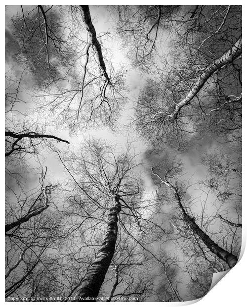 birch trees in winter Print by mark Smith