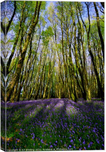 Bluebells Canvas Print by Ed Whiting