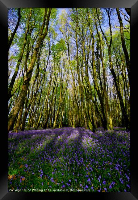 Bluebells Framed Print by Ed Whiting