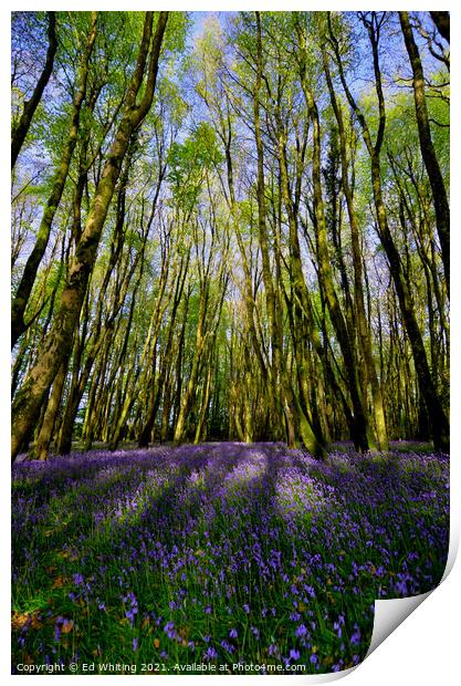 Bluebells Print by Ed Whiting