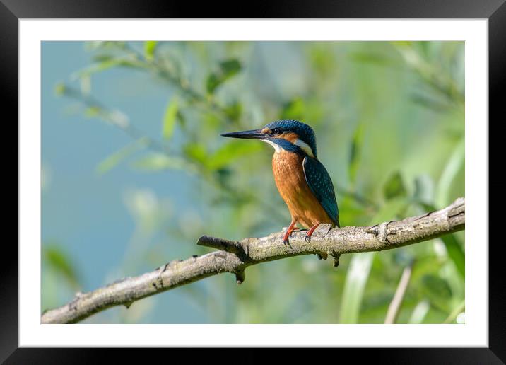 Kingfisher Framed Mounted Print by David Semmens