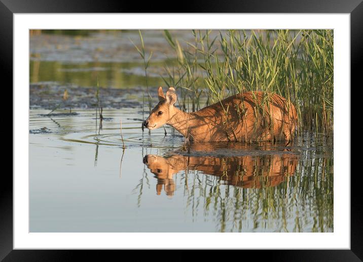 Chinese Water Deer Framed Mounted Print by David Semmens