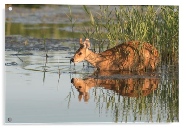 Chinese Water Deer Acrylic by David Semmens