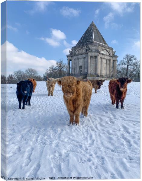 Highland  Cow cattle in the snow at Cobham Mausole Canvas Print by stuart bingham
