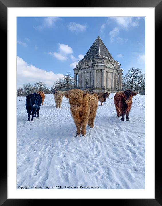 Highland  Cow cattle in the snow at Cobham Mausole Framed Mounted Print by stuart bingham