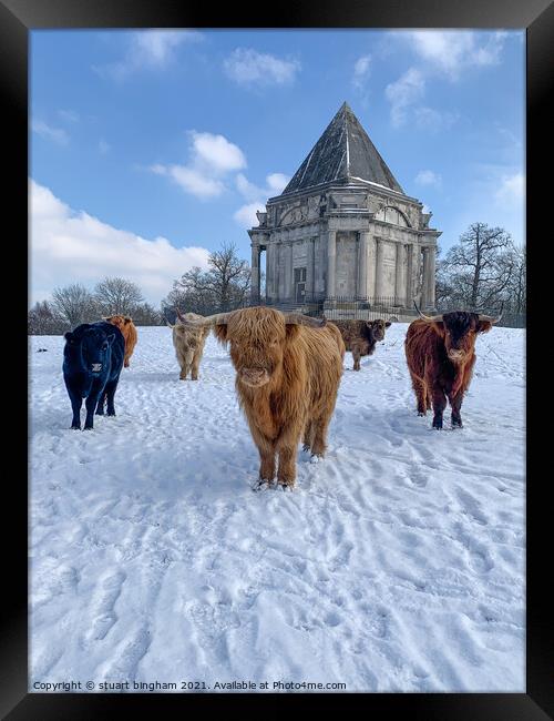 Highland  Cow cattle in the snow at Cobham Mausole Framed Print by stuart bingham