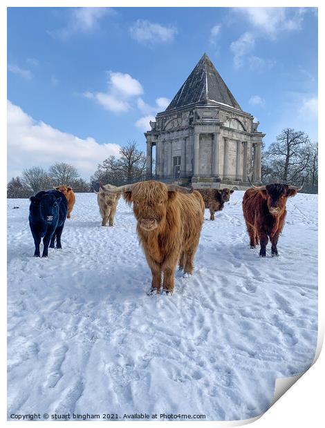 Highland  Cow cattle in the snow at Cobham Mausole Print by stuart bingham