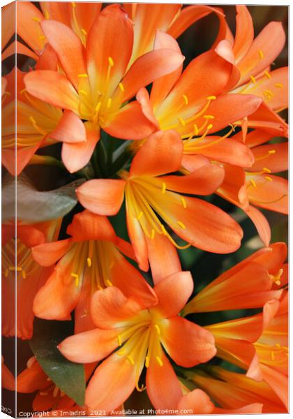 Bright Orange Natal Lily Flowers Canvas Print by Imladris 