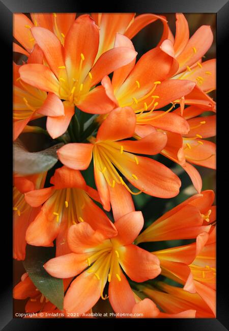 Bright Orange Natal Lily Flowers Framed Print by Imladris 