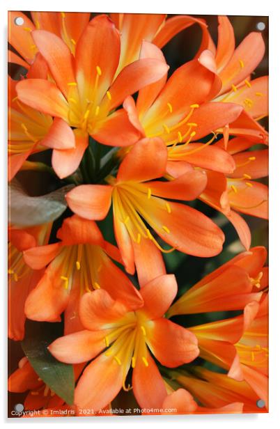 Bright Orange Natal Lily Flowers Acrylic by Imladris 