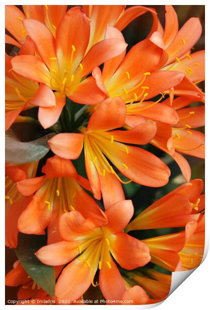 Bright Orange Natal Lily Flowers Print by Imladris 