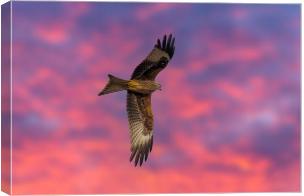 Red Kite Red Sky Canvas Print by Dave Wood