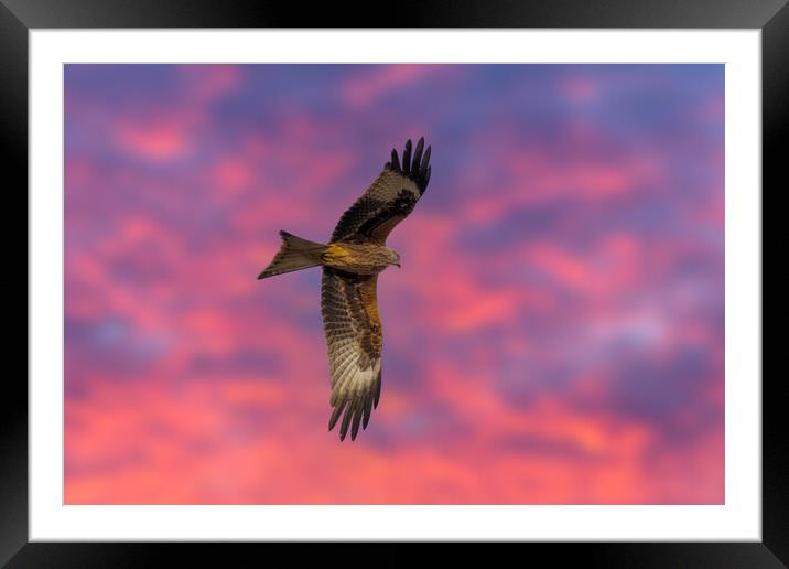 Red Kite Red Sky Framed Mounted Print by Dave Wood
