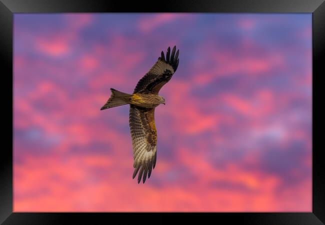 Red Kite Red Sky Framed Print by Dave Wood