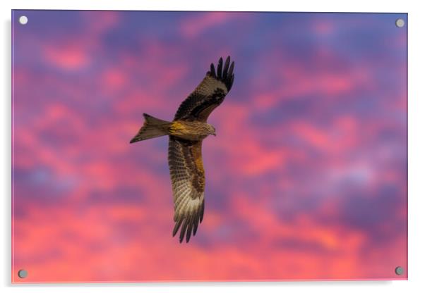 Red Kite Red Sky Acrylic by Dave Wood